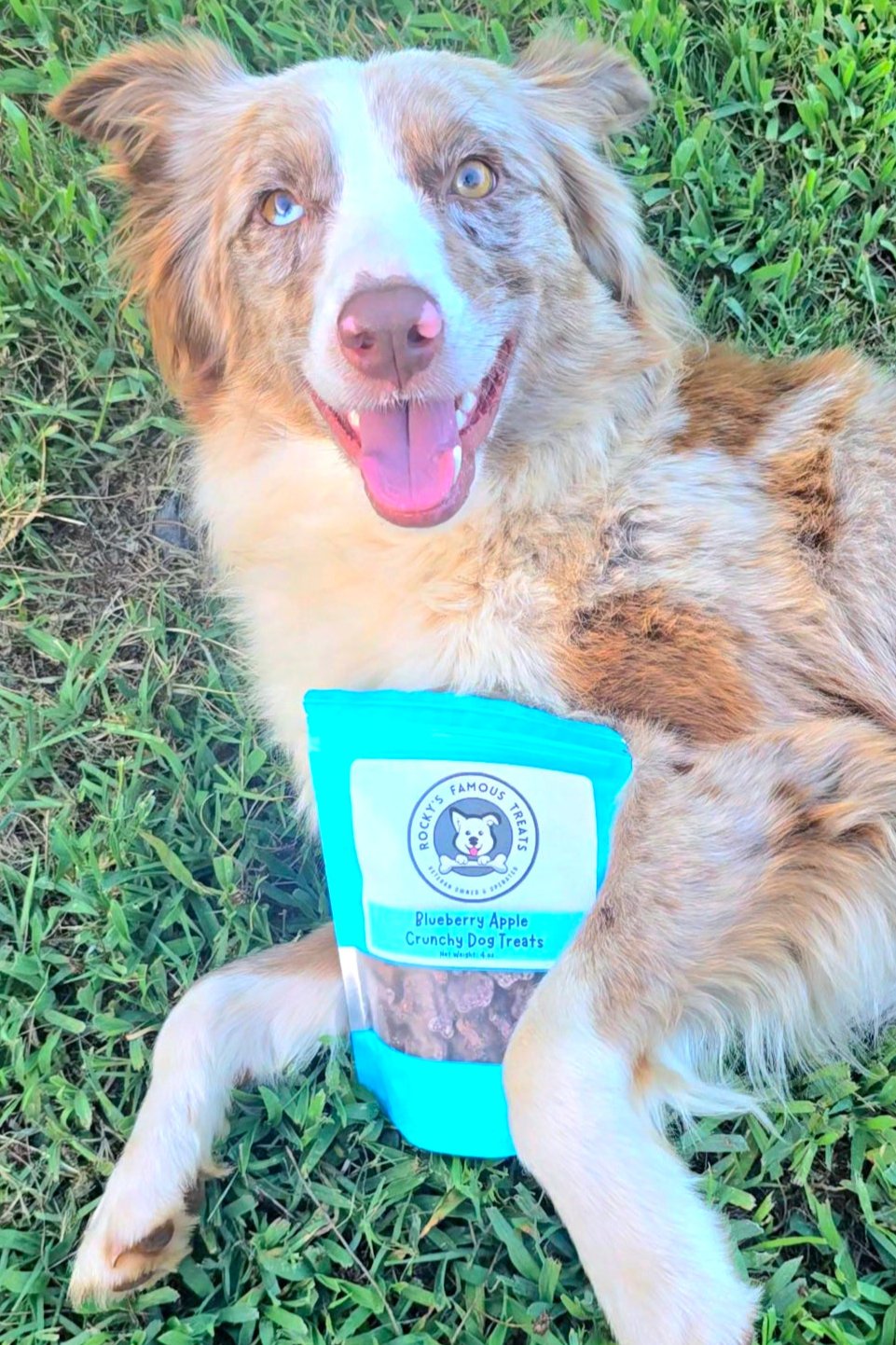 Australian Shephard dog laying in the grass with a bag of blueberry apple dog treats